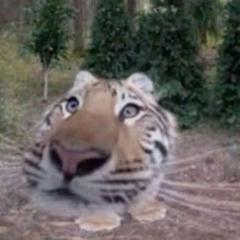 CẨM TÚ CẦU (DRILL VERSION)  HƯƠNG LY COVER upload by DangTrap