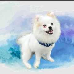 Chu Mai [Steven Lie]