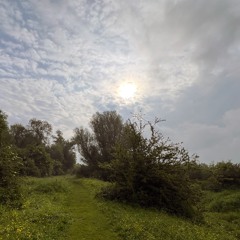 Birds in the floodplains (Wageningen, Nederrijn, May 16th 2024)
