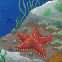 Estrela-do-Mar