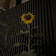 قلبك موطن الأزهار وأنا اللي يبغض الأزهار