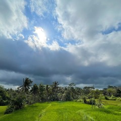2021 - 08 - 03 sincerus - Rainy Ubud