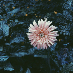 PLEASE DON’T FORGET - Jase (original) prod. by ARUM