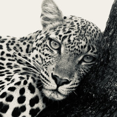 الو لبيه فاضي وش تبي آمر؟ / محمد بن ذيب