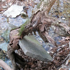 Study In Oak And Stone