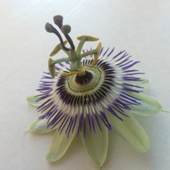 Laissez-moi danser (NAÏMA)