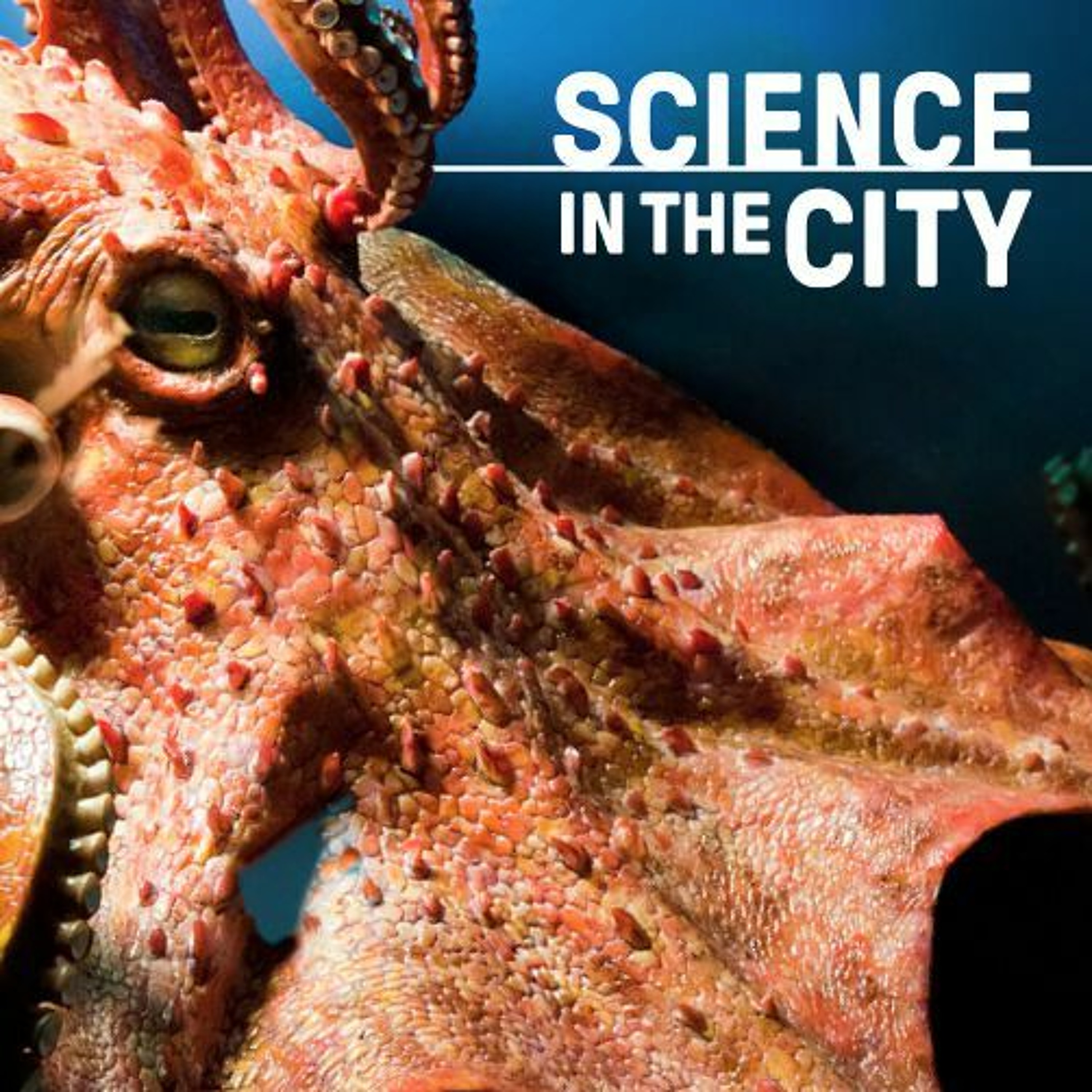 Octopus Intelligence: Untangling a Distributed Brain