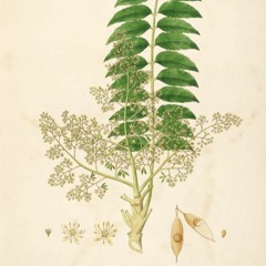 HK_Fantaisies_tracks_40