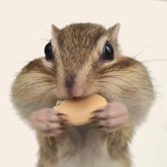 (CHIPMUNK MIX) trollin w/@Хỷч (prod. axx) #🥜🥜🥜🥜 #🐿️🐿️🐿️🐿️🐿️🐿️