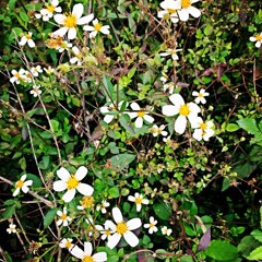 A flying journey from the bottom of the sea with Darwin
