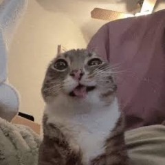 nhạc lẻ bẻ gẫy đôi tai