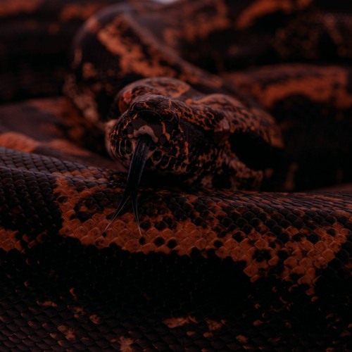 Carlos Madera - Yellar