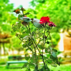 Dill Chahte Ho Ya Jaan Chahte Ho