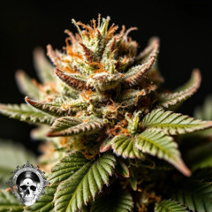 I'm High LDZ 420 Appreciation track