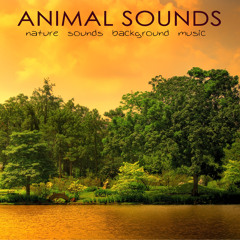 Bird Sounds (Relaxing Music)