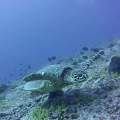Palau - Turtles and Surrounded