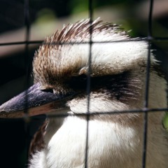 Kookaburra Sits In Antwerp Zoo