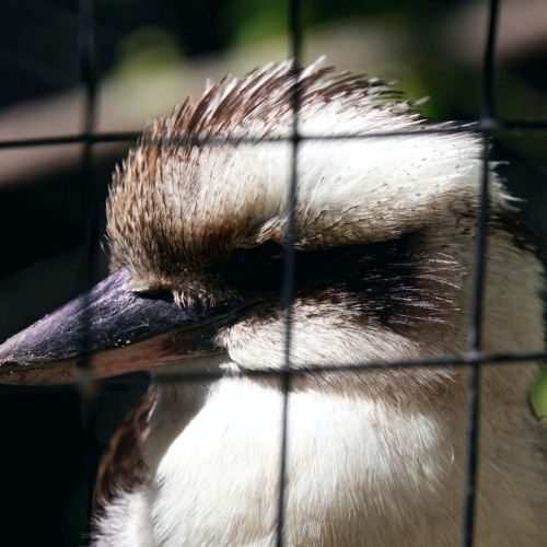 Kookaburra Sits In Antwerp Zoo
