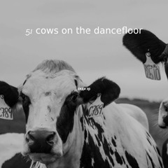 51 cows on the dancefloor