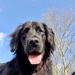 #16 Johan & Kazan le Hovawart