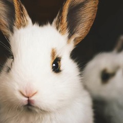 #42 Le lapin tend l'oreille : Adolescence et douleur
