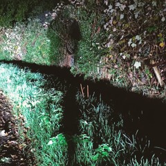 THE AVANT GUARD DOGS