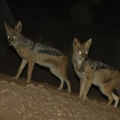 Night of the Jackal