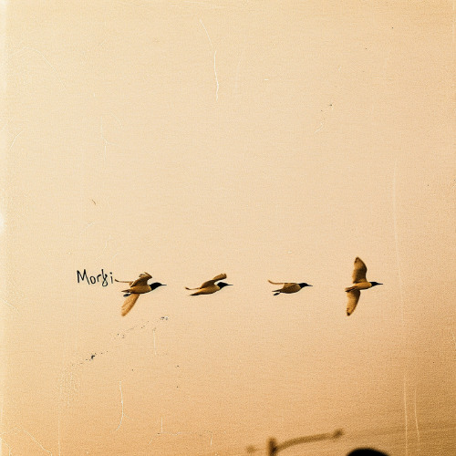 The Greys - Morji