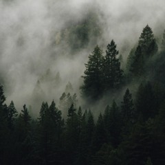 Illusional Forest Series