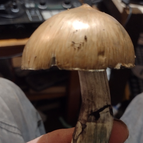 Now That's what I Call A Shroom