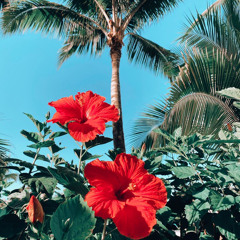 sakau