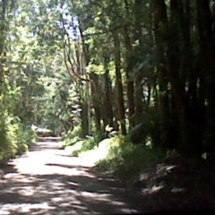 i ate a perc and thought i was batman