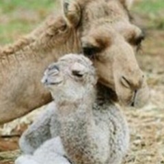 شيلات أسعد البطحري