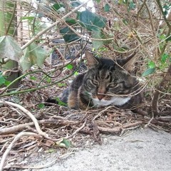 Freestyle Jan 15 (prod. Check Description: Hit Max Characters) Mixed & Mastered by Dissy