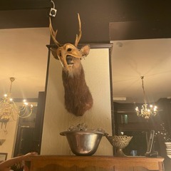 taxidermy