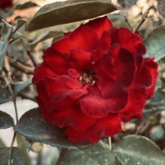 Glitter and Honey - Del Water Gap (voice memo)