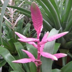 Vriesea