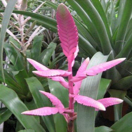 Vriesea