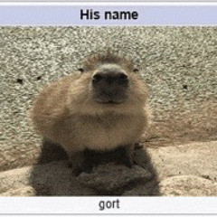 BOBER KURWA