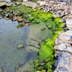 Ep. 3: DIY Pond Maintenance: 5 Common Mistakes That Can Cost You Big