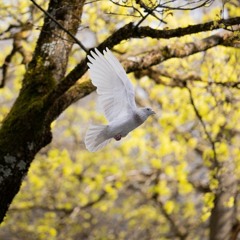 Deja la Vida Volar (Víctor Jara Cover)