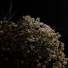 목련demo