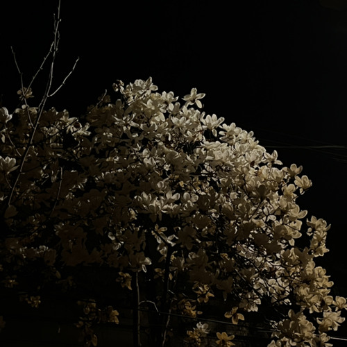 목련demo