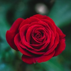 The Last Rose