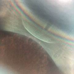 雨はしとしと(demo)