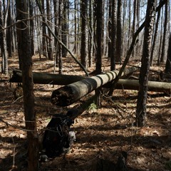 LION ROAR SOUND FULL CLIP WITH BANGS