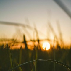 Lãng Đãng - Cá Hồi Hoang [Cover]