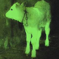 HOLYCOW - BillySoSlatt