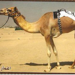 ‎ هجن العاصفه ⁨ميحد حمد - اعمار ⁩