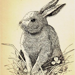 Rabbit At My Door Danny Shafer Demos